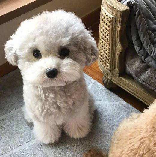 养狗狗的你是否也有同样的担忧？快来看看小