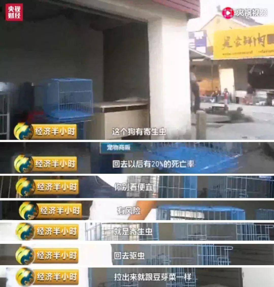 狗公营养餐_狗营养餐最简单做法_营养狗饭